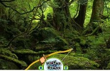 Objets Caches Cibles Forets