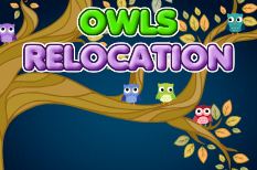 Chouettes en mouvements