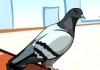 La revanche du pigeon